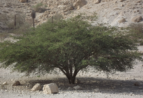 Broom tree